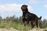 ROTTWEILER 192